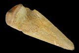 Killer, Ornithomimus Claw - Judith River Formation #144898-2
